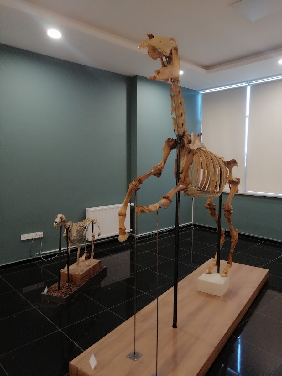 Sivas Cumhuriyet Üniversitesi Tabiat Tarihi Müzesi — Sivas