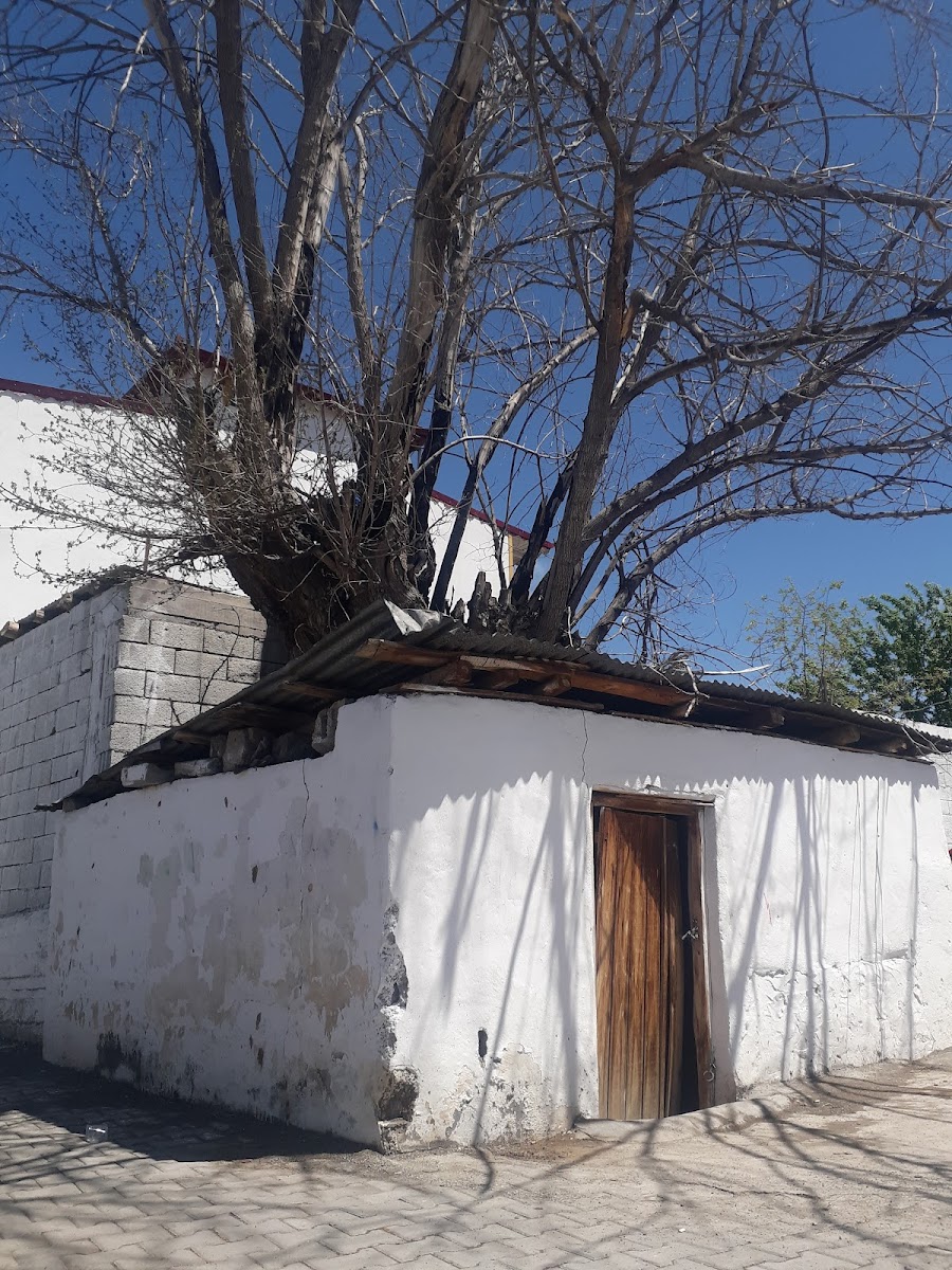 HAYAT AĞACI (Gacarlar döneminden kalma tarihi ağaç) — Iğdır
