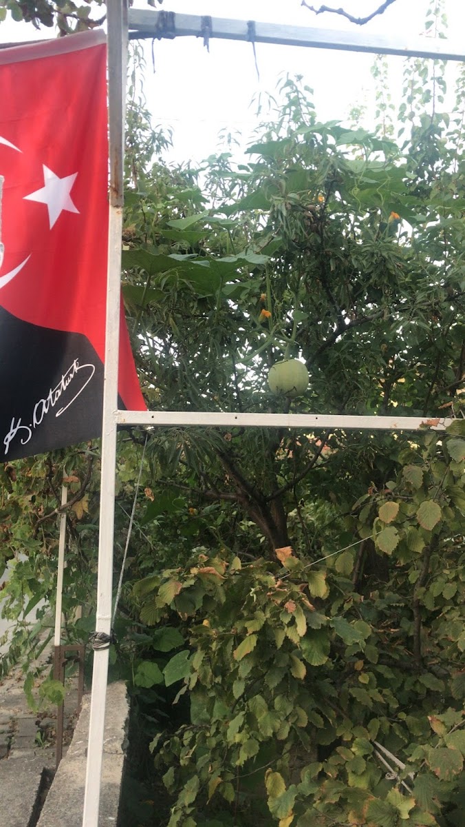 Cankaya Muzesi — Isparta