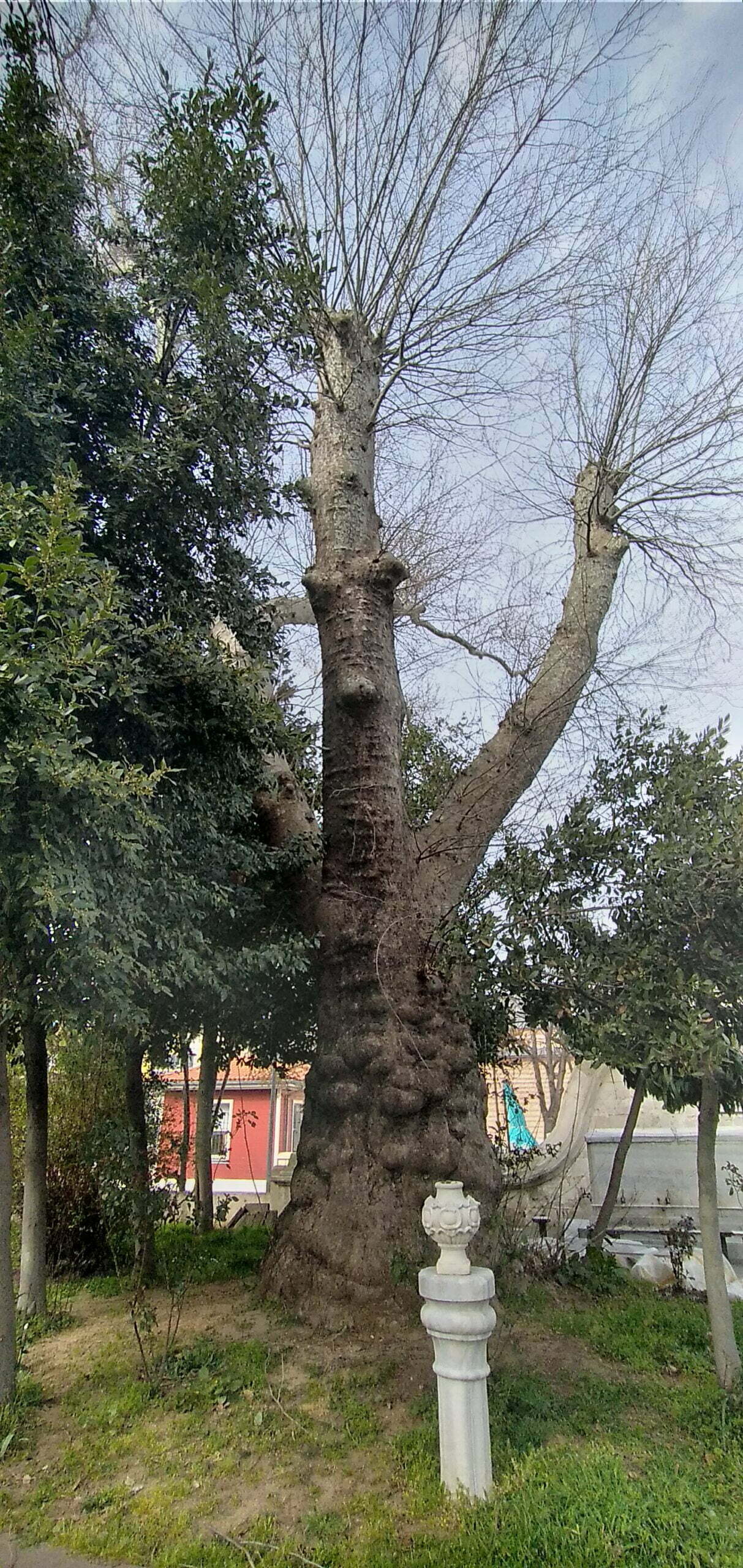 Sadaka Taşı, Büyük Selimiye Camii